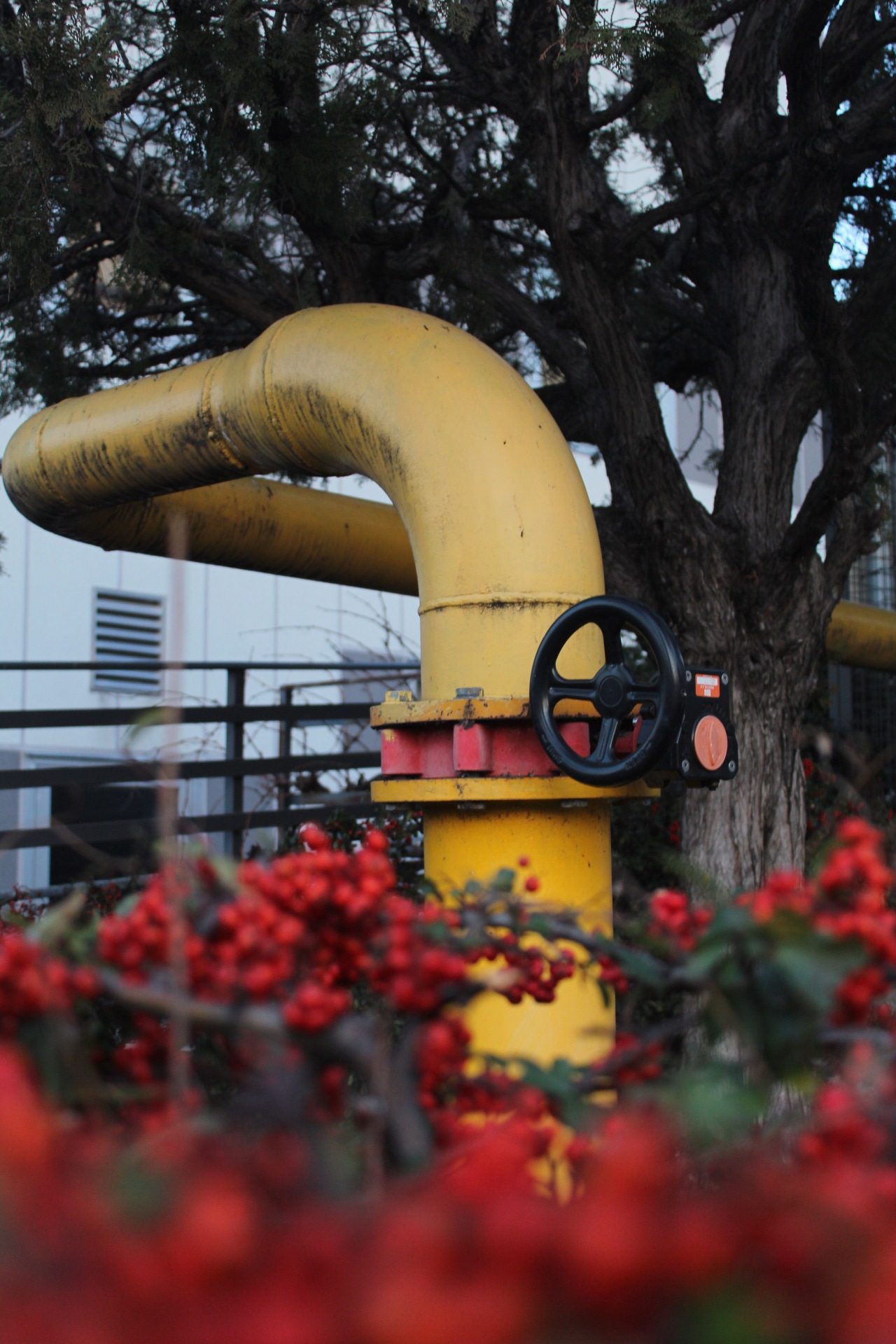 Lee más sobre el artículo FOTOGRAFÍAS